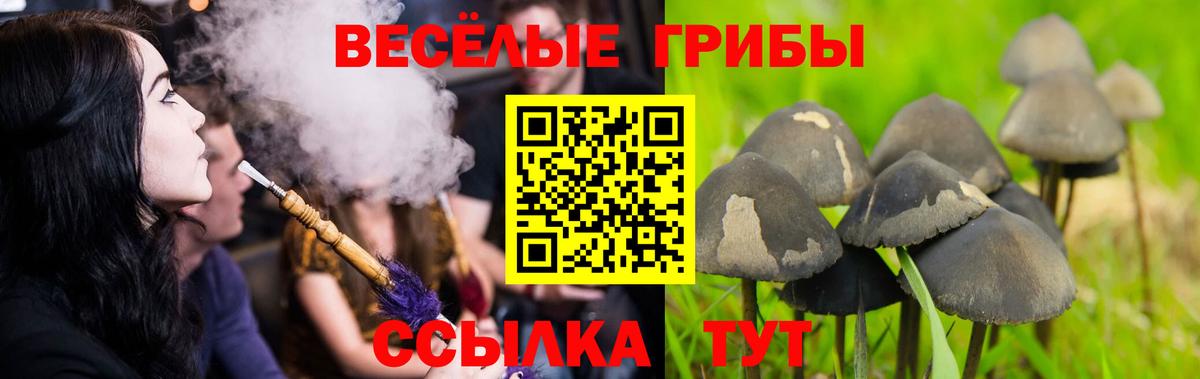 Галлюциногенные грибы Psilocybe Щёлково